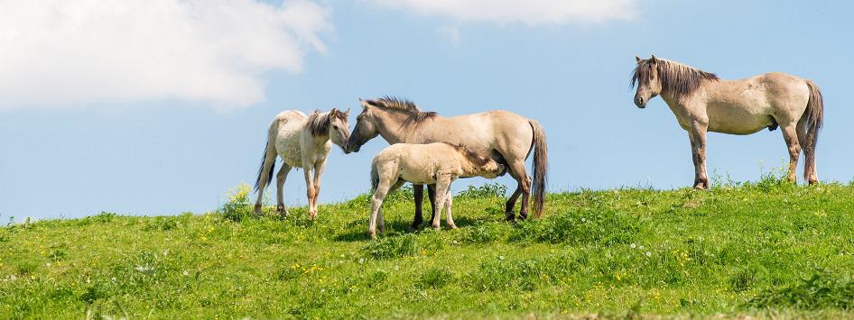 Konikpaarden in de Grensmaas