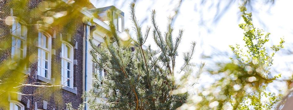 Bomen voor de panden op de Markt
