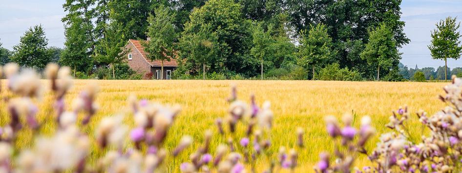 Korenveld en boerderij op de achtergrond