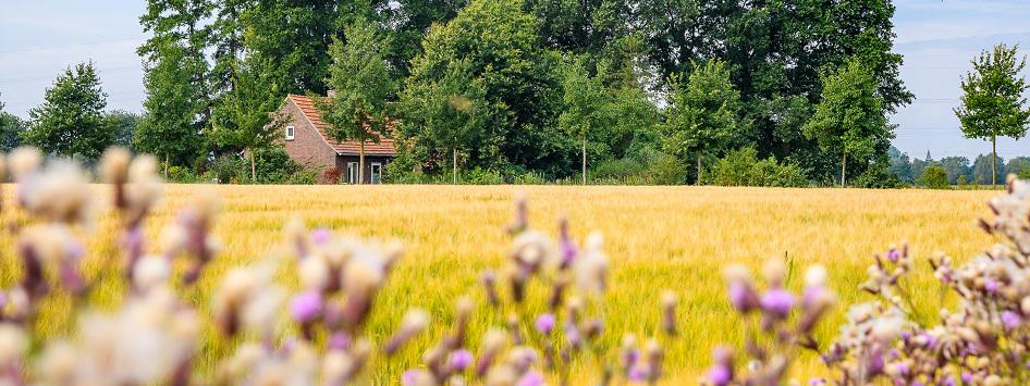 Boerderij achter het korenveld