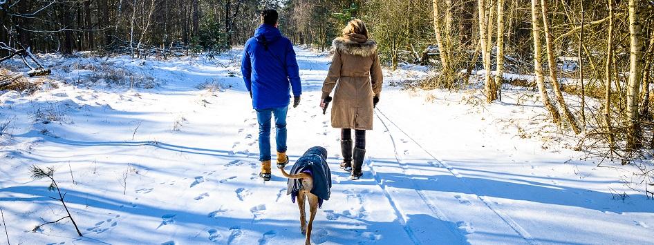 Wandelen met de hond in de natuur