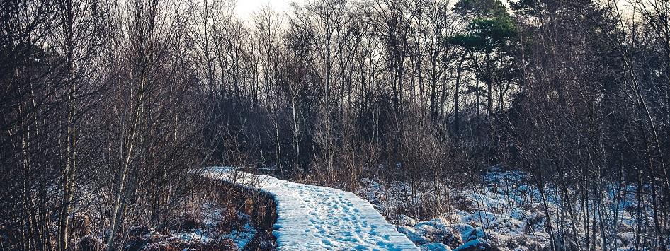 Het vlonderpad in Nationaal Park De Groote Peel bedekt met sneeuw