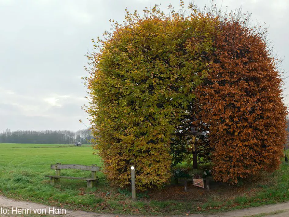 Nature Walk: KempenBroek - Roman Bridge