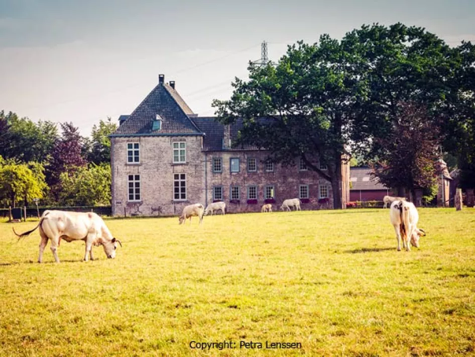 Koeien in de wei met een gebouw op de achtergrond