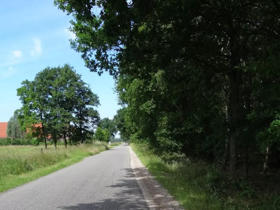 Verharde weg omringd door groen