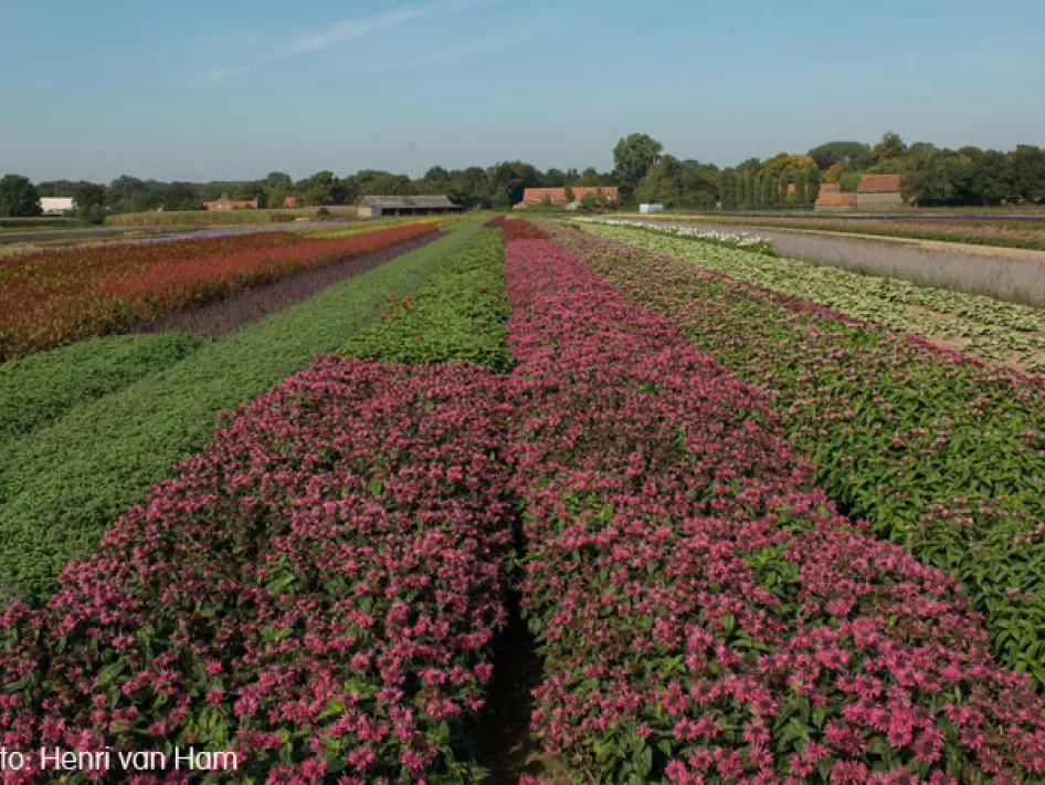 KempenBroek - Arevenroute