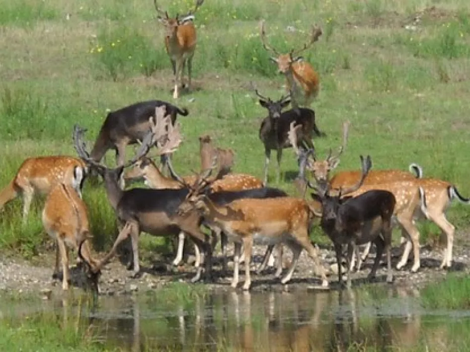 Herten grazen bij de Witte Stein reuver