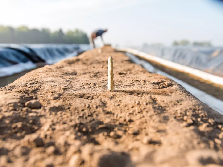 Fietsroute: Asperge fietstocht Leudal