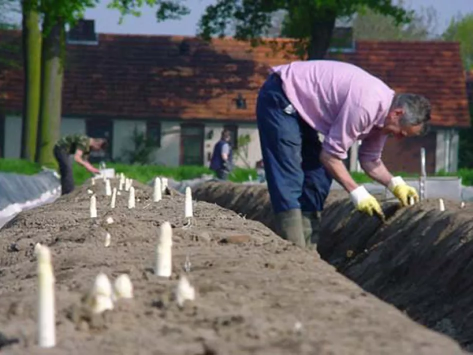 asperge bedden roermond en de meinweg