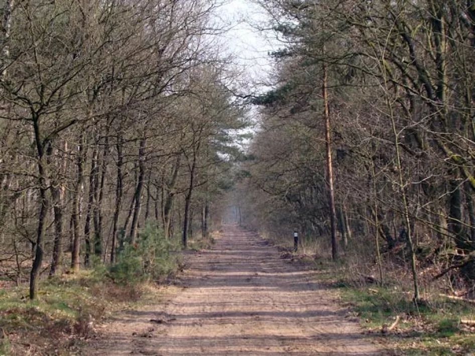 Breiter Waldweg, umgeben von Bäumen