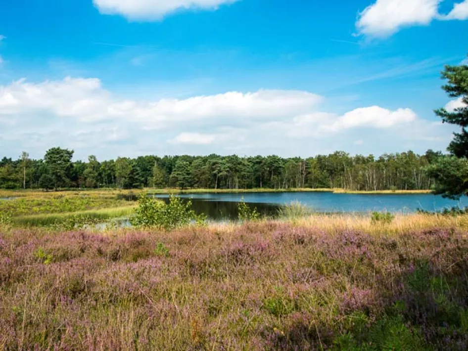 Heideveld met waterplas
