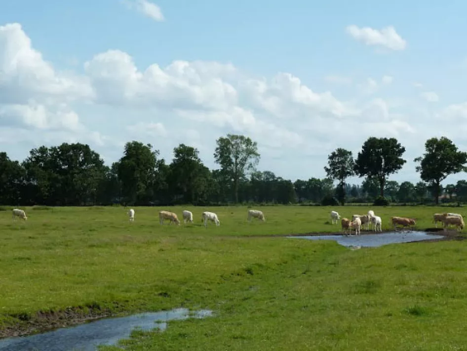 Dieren grazen in de wei 
