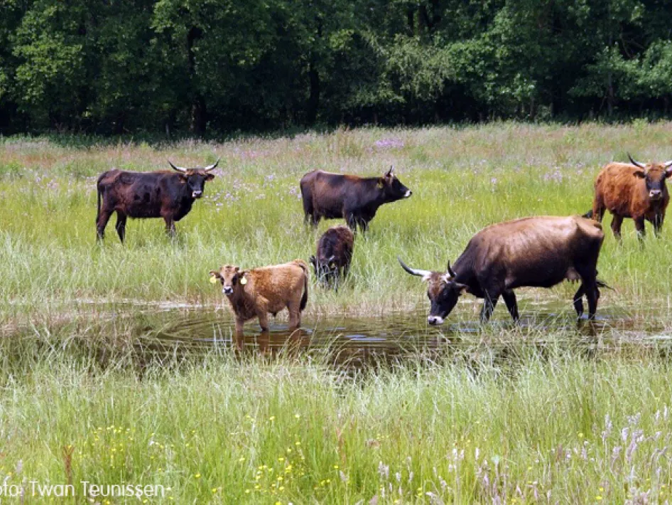 KempenBroek  - Heijerkapelroute west