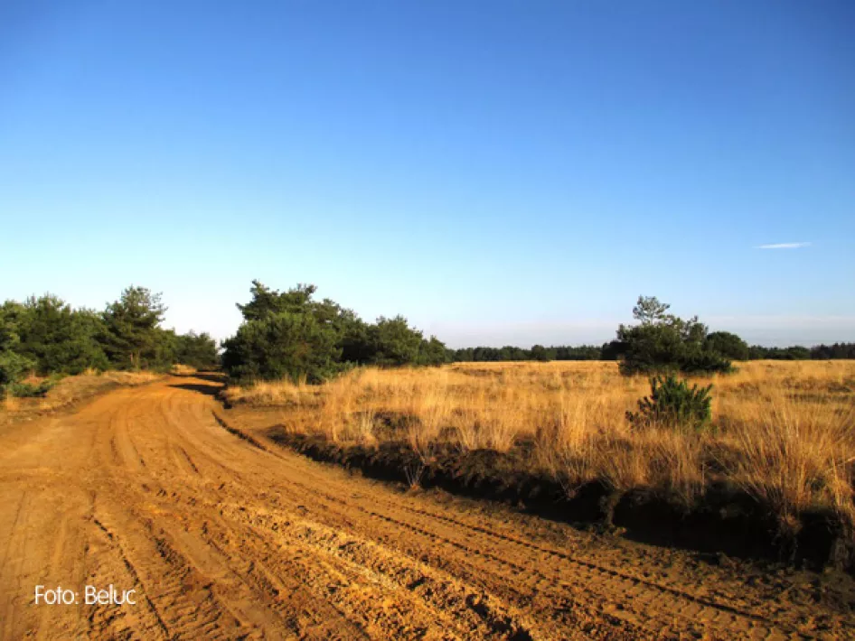Sandiger Weg mit Heidelandschaft an der Seite