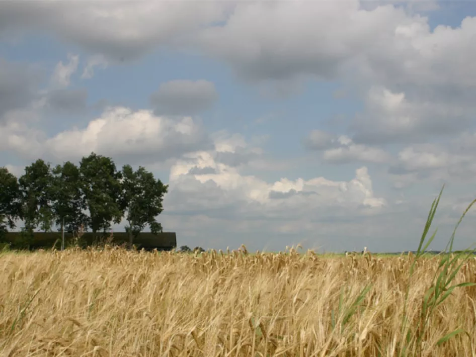 Weiland bij het Pieterpad