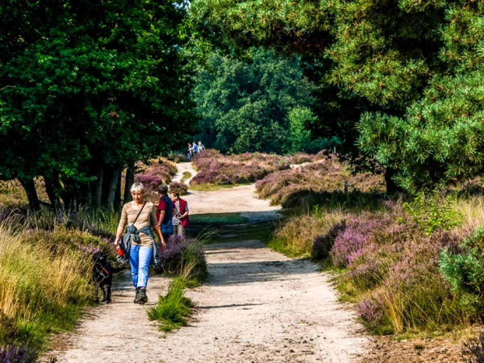 Nature Walk: Liberation Route Herkenbosch