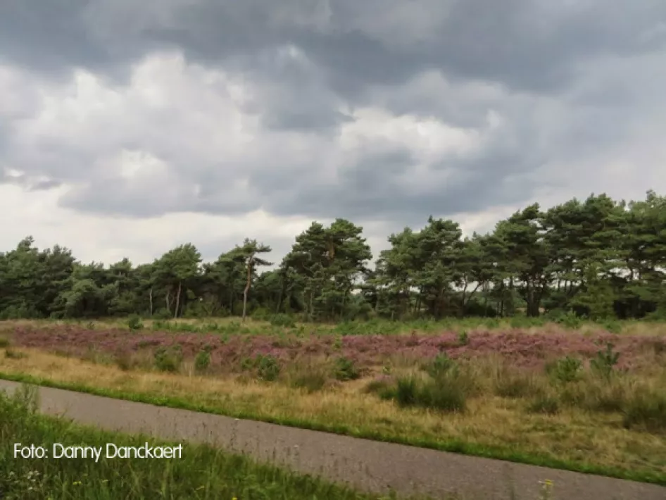 Heidelandschaft mit gepflastertem Weg an der Seite