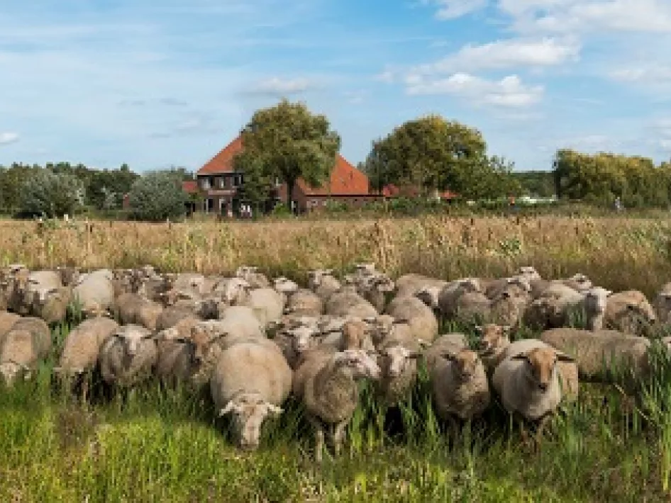 Schapen