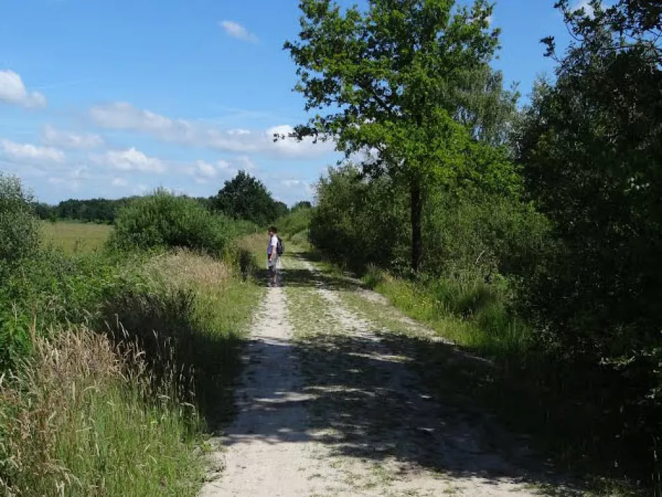 Bospad omringd door groene natuur