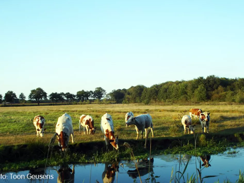 KempenBroek  - Heijerkapelroute west