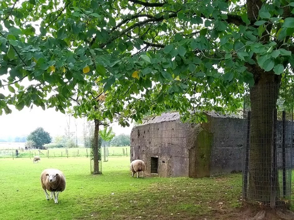 Fietstocht: Langs Sporen van WOII