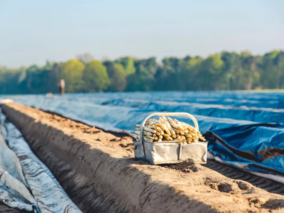 Fietsroute: Asperge fietstocht Leudal