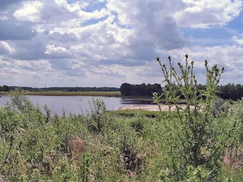 Natuurgebied met groen en water