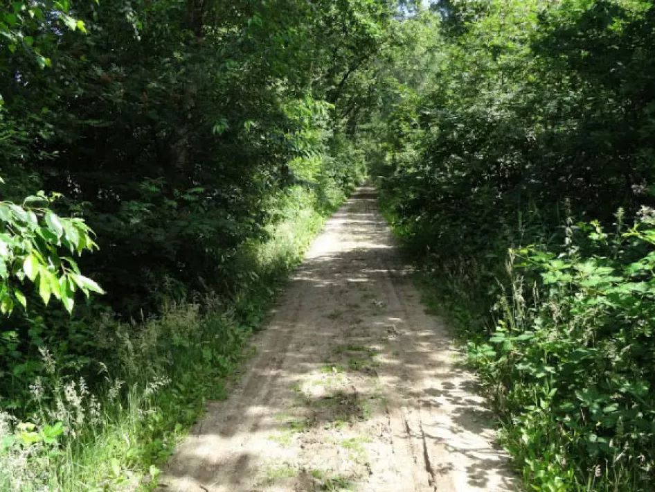 Bosweg omringd door groene struiken 