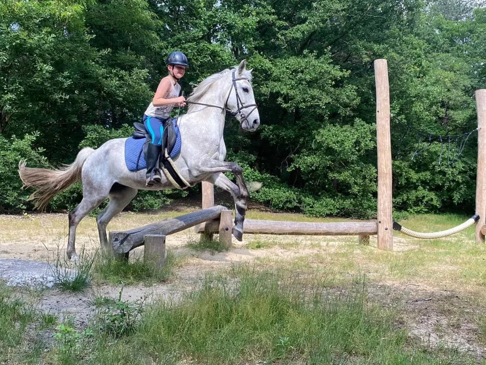 Reiter springt über Holzbalken