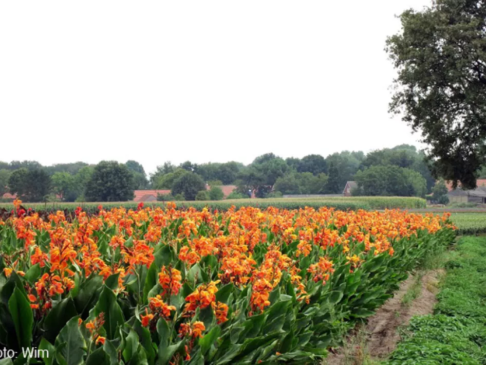 KempenBroek - Grensroute oostlus