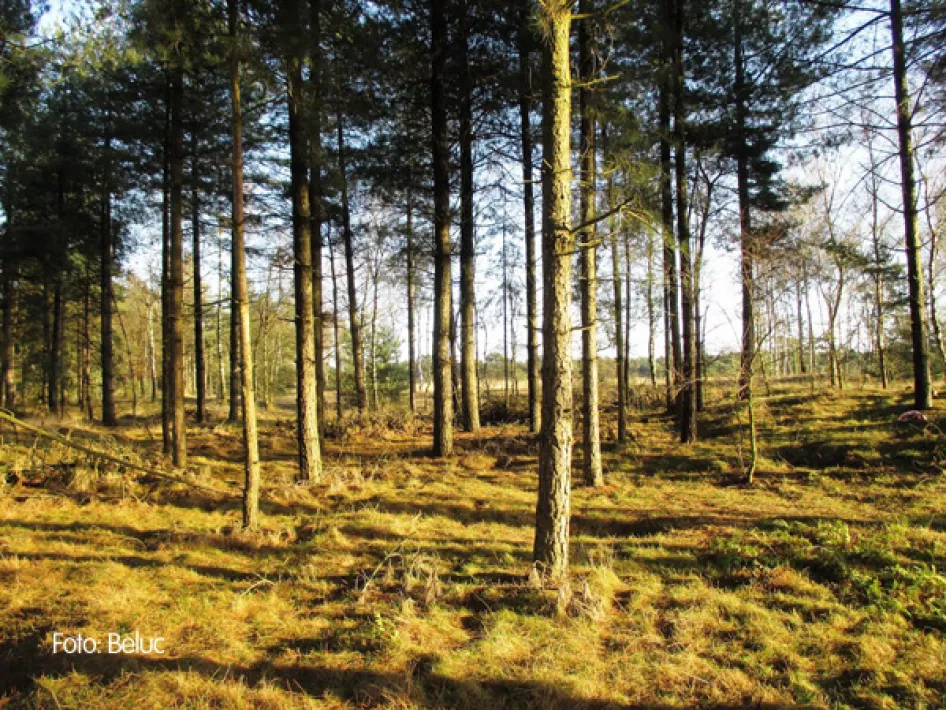 Waldgebiet mit Bäumen