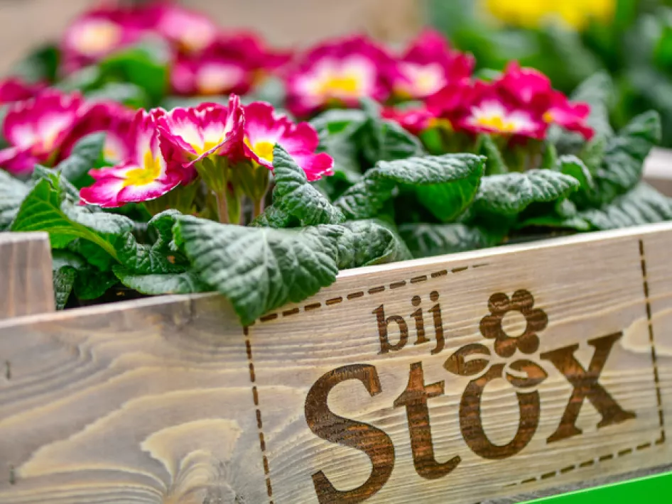 Een houten kist met daarop het logo "bij Stox", gevuld met kleurrijke primula's met roze en gele bloemen, omringd door groene bladeren.