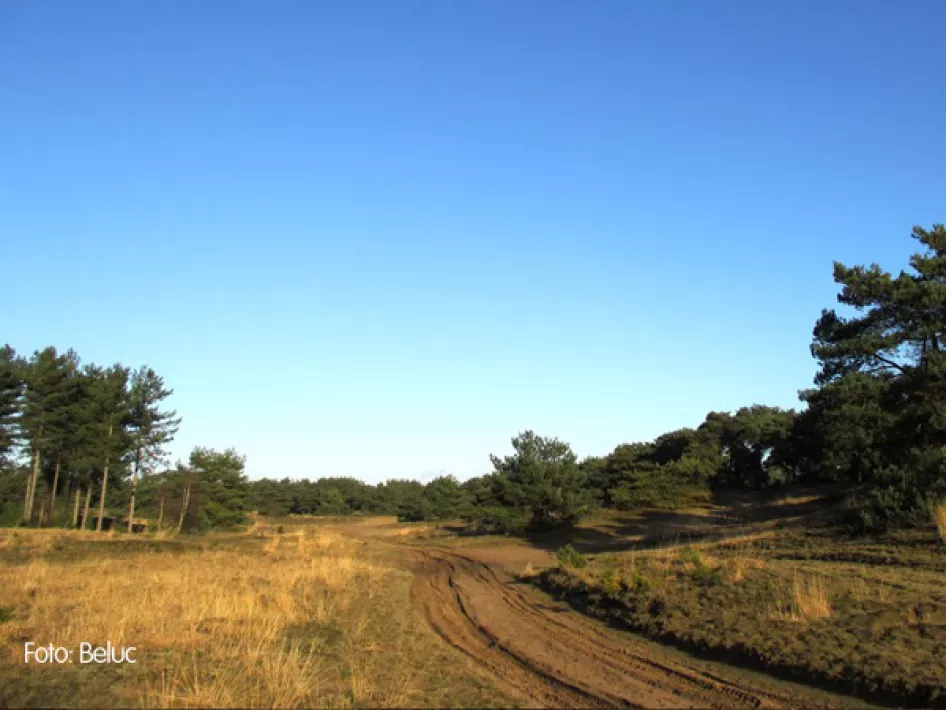 Naturschutzgebiet mit langem Feldweg
