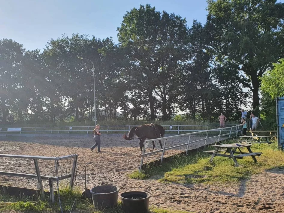 Reitsportzentrum Cadans Pferd longiert draußen