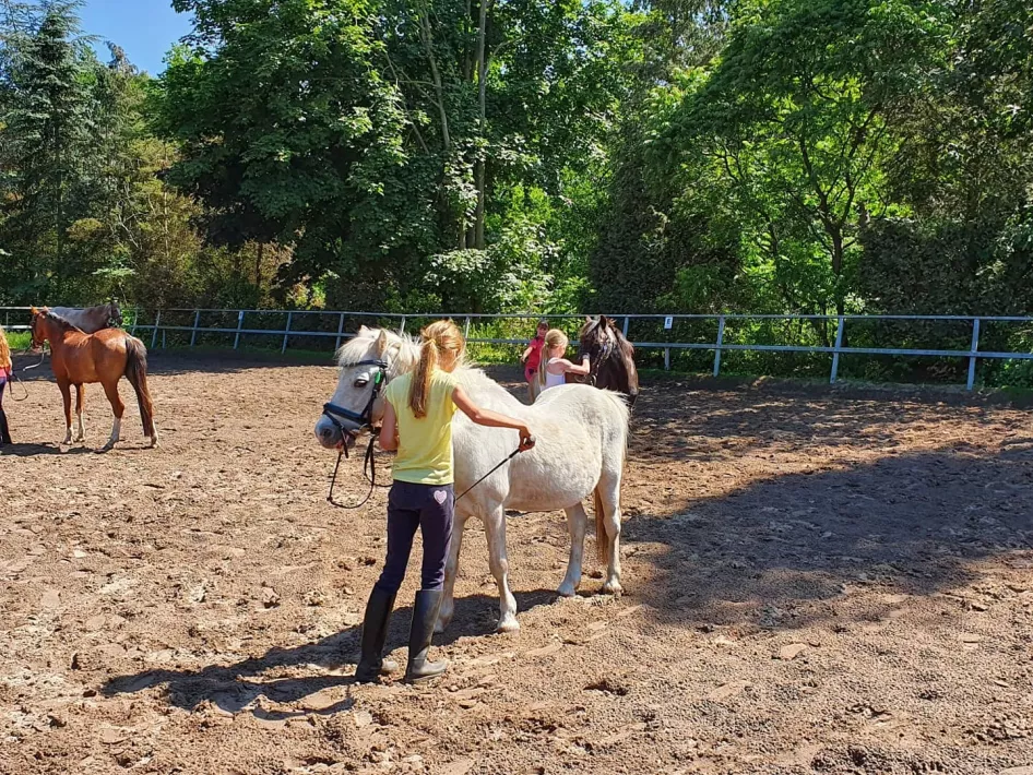 Ruitersportcentrum Cadans ponys im Freien