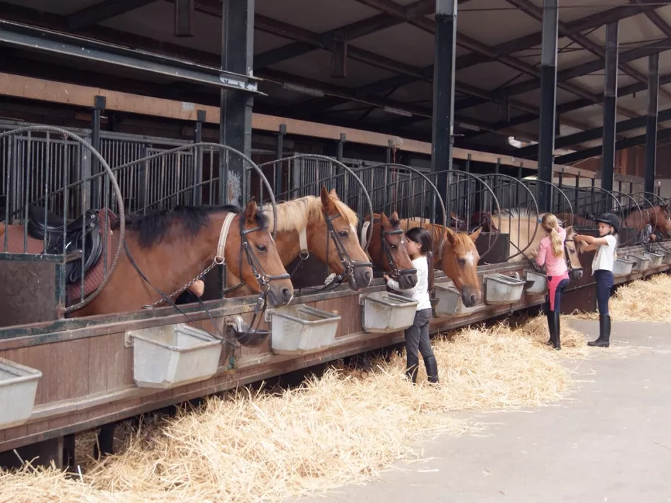 Caprilli Stallungen Pferde