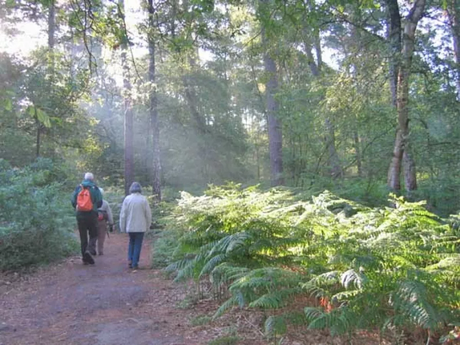 wandelaars in het bos