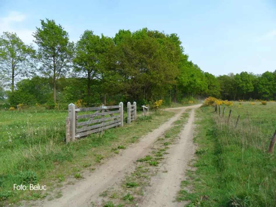 Waldweg mit angrenzender Insel