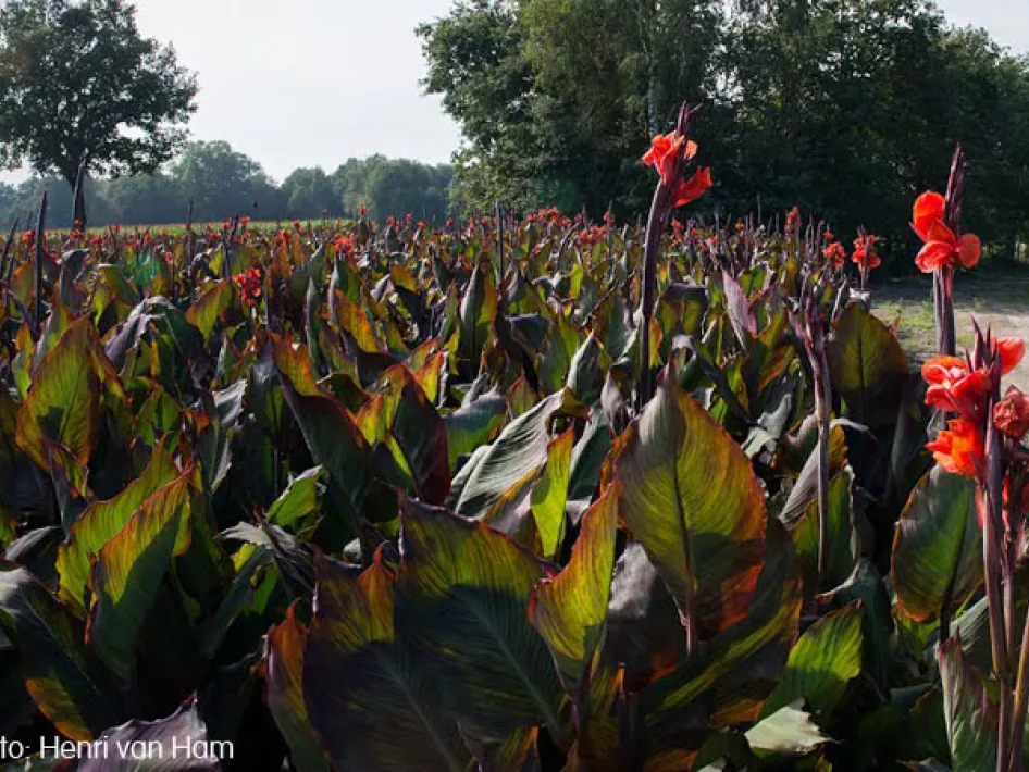KempenBroek - Arevenroute