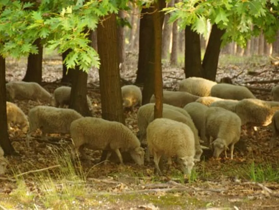 Schapen grazen tussen de bomen bij Camperplaats Natuurplezier