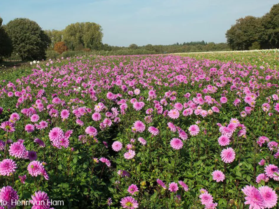 KempenBroek  - Heijerkapelroute west