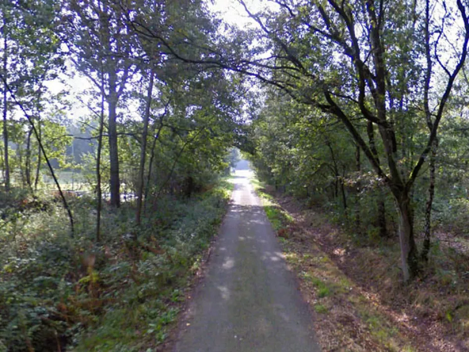 Breed bospad omringt door bomen