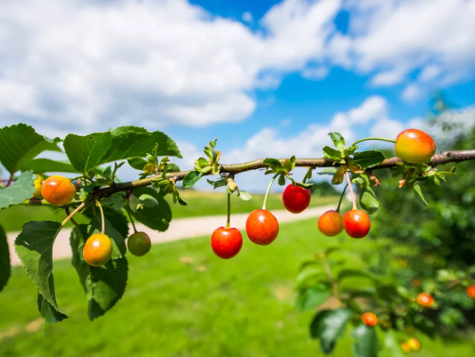 Wandelroute Beesel: Tussen Mortel, Maas en Swalmdal
