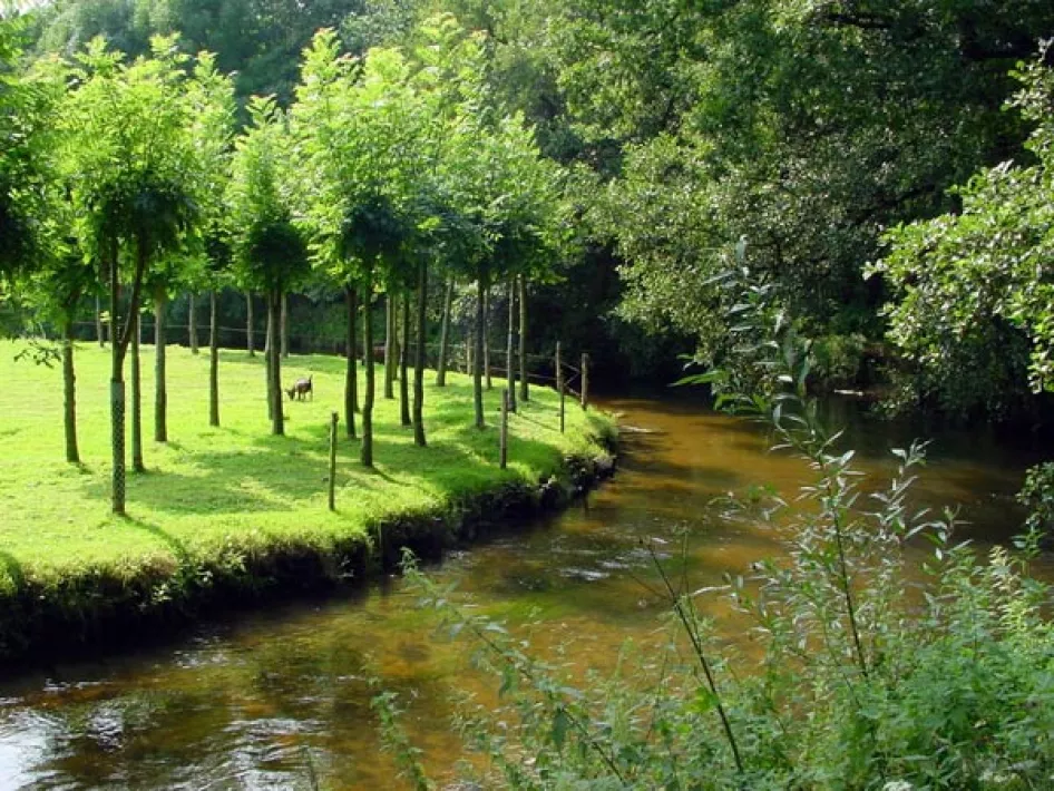 Beek stroomt door groen landschap