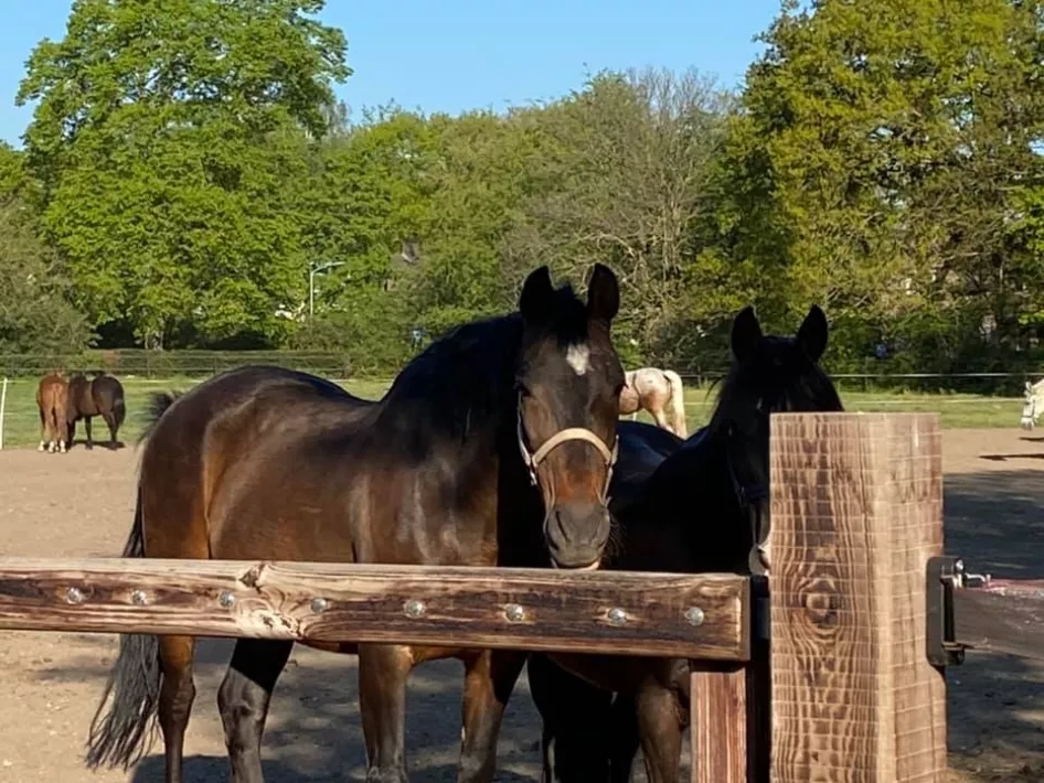 Reitsportzentrum Venlo Pferde im Paddock