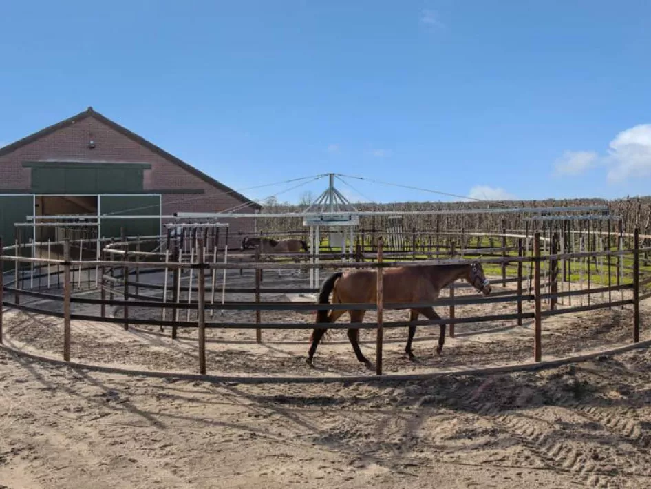 Pferde im Schrittmacher