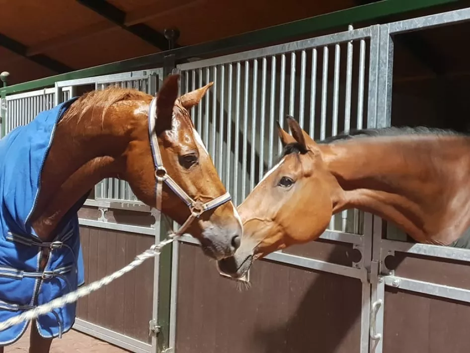 Manege de Grensstreek paarden met neuzen tegen elkaar
