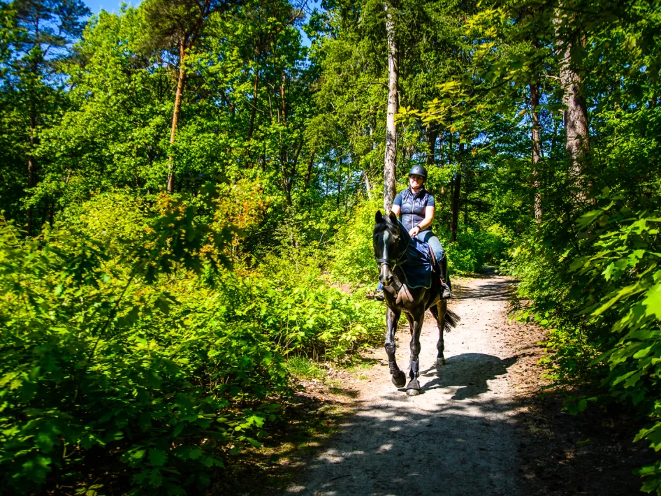 Ruiter met paard in het bos