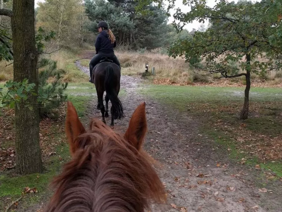 Reitschule Seurenheide Outdoor-Ritt