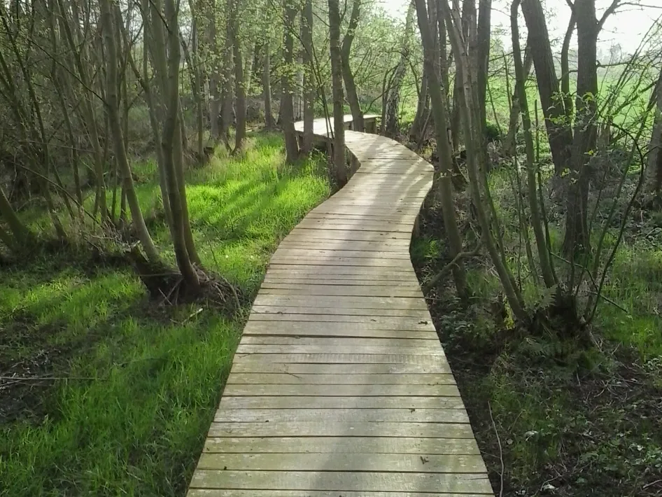 Houten vlonderpad slingert door een groen bosgebied met hoge bomen en fris lentegroen langs het pad.